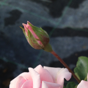 Pоза Фелбергс роза Дружки - розов - парк – храст роза